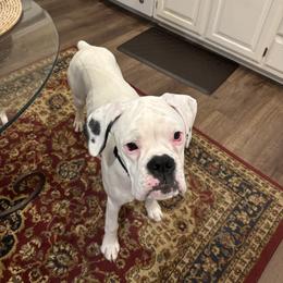 Boxer All Grown Up from Rorschach Boxers