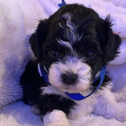 Princess Grace of Monaco - Black and white female Havanese puppy in North Richland Hills, Texas from A Royal Havanese Court
