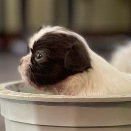 Shih Tzus from Chinx Puppy Songs