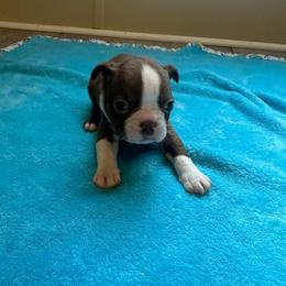 Green collar - Red male Boston Terrier puppy in Winnie, Texas from Tina Terry's Boston Terriers