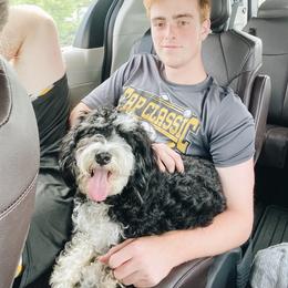 Bernedoodle and Whoodle Puppies from Fleury Farm Doodles NC