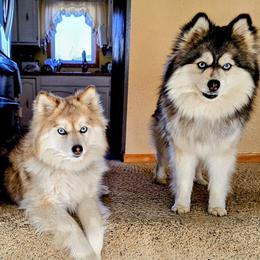Pomsky puppies from Short Creek Pomskies of Iowa