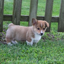 Cooper - Sable male Pembroke Welsh Corgi puppy in North Manchester, Indiana from Covered Bridge Corgis