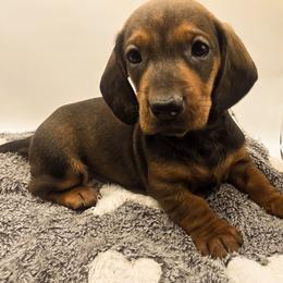 Red Smooth boy - Red male Dachshund puppy in Cheney, Washington from Nouvelle Standard Dachshunds
