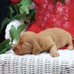 PIERS - Reserved - Red male Dachshund puppy in Graceville, Florida from Misty's 101 Doxies