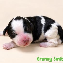 Granny Smith - Tri-color female Bernedoodle puppy in Henry, Illinois from Rowe Farms Doodles