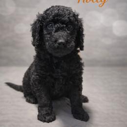 Holly Wheeler - Black female Bernedoodle puppy in Bennett, Colorado from Darling Paws, LLC