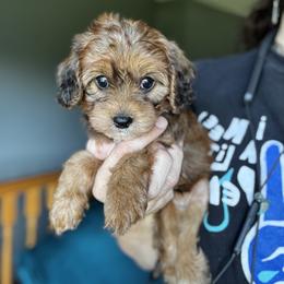 Cavapoo Puppies from Panda Puppies
