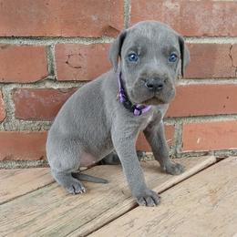 Arista - Merle female Great Dane puppy in Marshall, Michigan from Dream K9