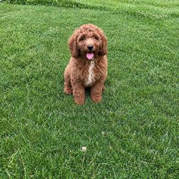Male 1 - Red  male Goldendoodle puppy in Sauk Village, Illinois from Midwest Timberland Pups