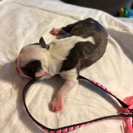 Pink and black collar girl - Seal brindle and white female Boston Terrier puppy in Sunnyside, Washington from Boston Terriers