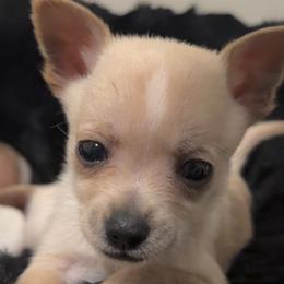 French Bulldogs from Bunny Ear Family