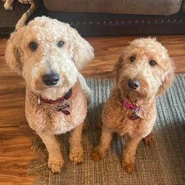 Goldendoodles from Nona & Papa Goldendoodles-Aledo TX