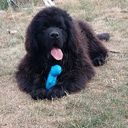 Falcor - Newfoundland