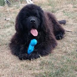 Falcor - Newfoundland
