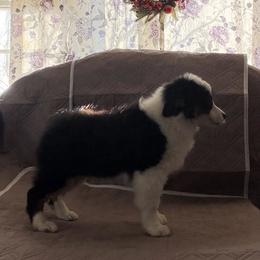 Pecan - Black tri male Miniature American Shepherd puppy in Garysburg, North Carolina from Schaefer's Miniature American Shepherds