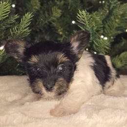 Teddy - Parti male Yorkshire Terrier puppy in Mountain Grove, Missouri from Precious Puppies