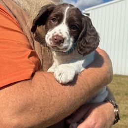 Sky - Liver and white male English Springer Spaniel puppy in Lynchburg, Virginia from Southern Springers