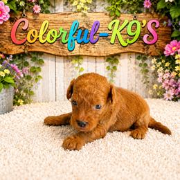 Cooper - Red male Cavapoo puppy in Myrtle Beach, South Carolina from Colorful-K9'S
