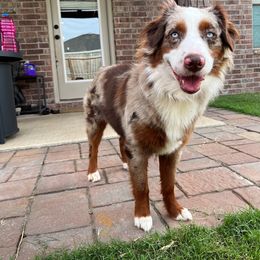 Nova - Miniature Australian Shepherd