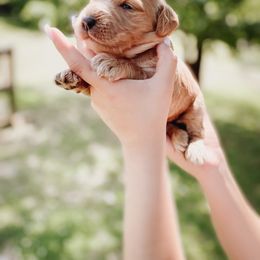 Goldendoodle Puppies from Peachy Doodles