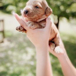 Goldendoodle Puppies from Peachy Doodles