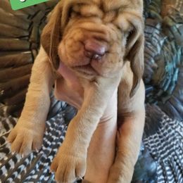Bloodhound Puppies from KRC Ozark Mountain Bloodhounds