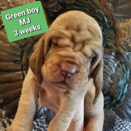 Bloodhound Puppies from KRC Ozark Mountain Bloodhounds