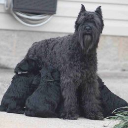 Giant Schnauzers and Miniature Schnauzers from Von Der Victory