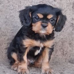 Coco - Black and tan male Cavalier King Charles Spaniel puppy in West Plains, Missouri from God's Designs Cavaliers