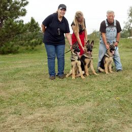 German Shepherd Puppies from VonDinehart Shepherds