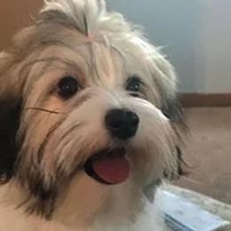 Flynn - Havanese