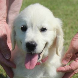 Golden Retriever Puppies from NorthCoastGoldenRetrieversLLC