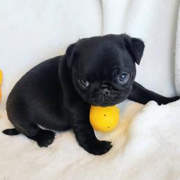 Abby - Black female Pug puppy in Blountsville, Alabama from Rock Springs Pugs