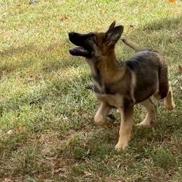 Purple - German Shepherd puppy from Cadillac Canine