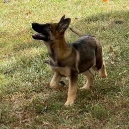 Purple - German Shepherd puppy from Cadillac Canine