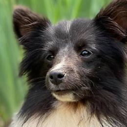 Shetland Sheepdogs from Romestar Shelties