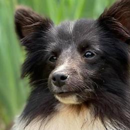 Shetland Sheepdogs from Romestar Shelties