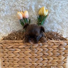 Asher - Chocolate and tan male Shih Tzu puppy in Success, Missouri from Sweet Success
