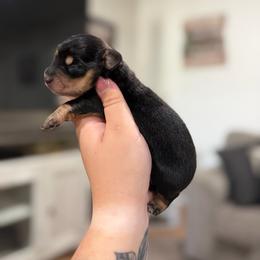 Girl 1 - Black and cream female Dachshund puppy in Mc Alester, Ok, Oklahoma from New Hope Miniature Dachshunds