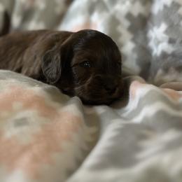 Chilli - Merle male Goldendoodle puppy in Waynesboro, Virginia from Forest Creek Kennel