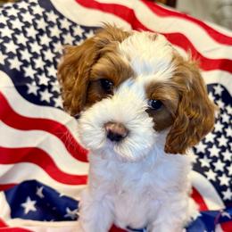 Boy 1 Zeus - Blenheim male Cavapoo puppy in Bountiful, Utah from PJs Puppy Love