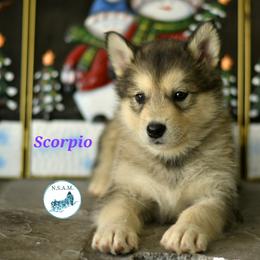Alaskan Malamute Puppies from North Shore Alaskan Malamutes