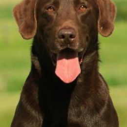 Labrador Retriever Puppies from Lazy M Labradors