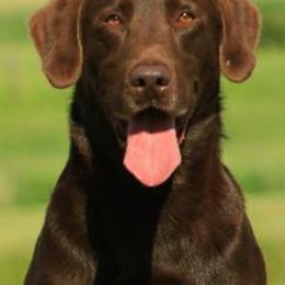 Labrador Retriever Puppies from Lazy M Labradors
