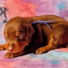 Blue Collar Male 3 - Latte X Rogue - Red and rust male Doberman Pinscher puppy in Spencer, Indiana from Jackson's Dobermans