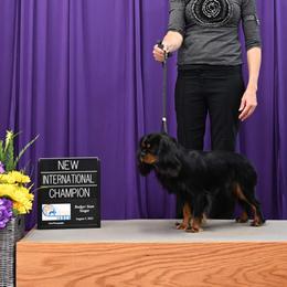 Alfalfa - Cavalier King Charles Spaniel