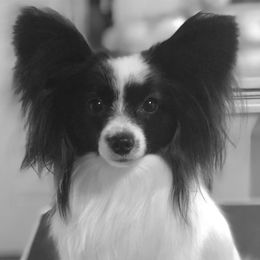Irish Setters and Papillons from Cloud Papillon