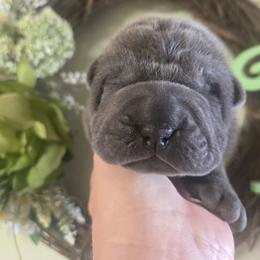 Boy 2 - Blue dilute male Chinese Shar-Pei puppy in Four Oaks, North Carolina from DCSHARPEI