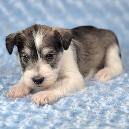Maverick - Parti male Miniature Schnauzer puppy in Ely, Nevada from Great Basin Miniature Schnauzers